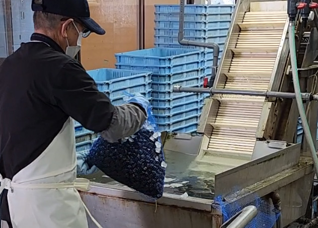 しじみ作業工程