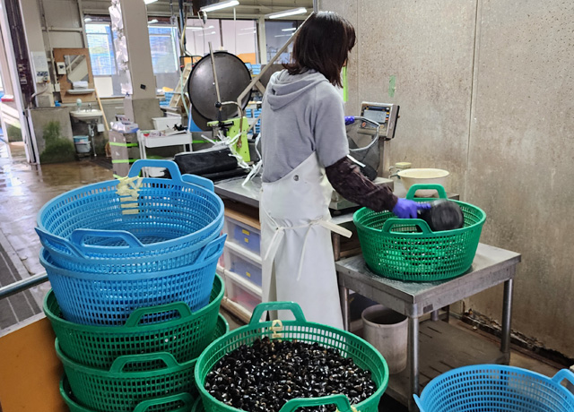 しじみ作業工程